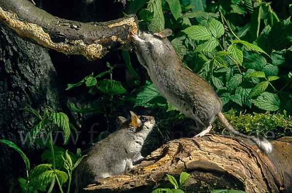 Gartenschläfer (Eliomys quercinus)