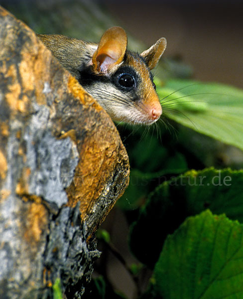 Gartenschläfer (Eliomys quercinus)