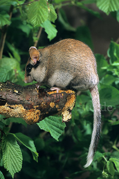 Gartenschläfer (Eliomys quercinus)