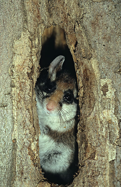 Gartenschläfer (Eliomys quercinus)