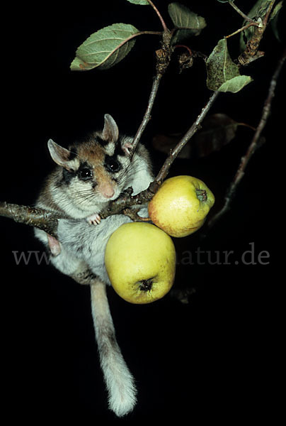 Gartenschläfer (Eliomys quercinus)