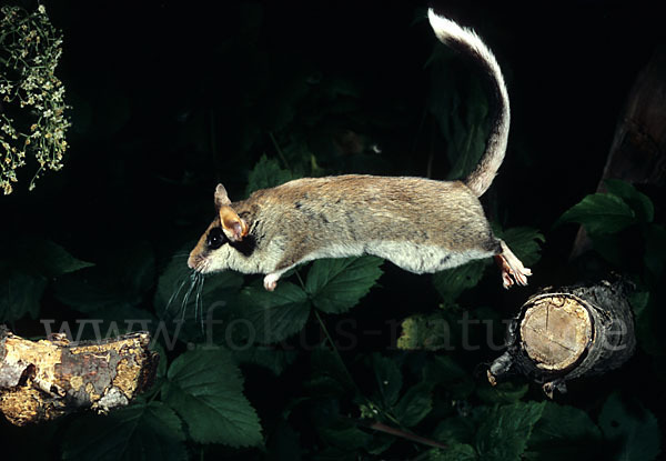 Gartenschläfer (Eliomys quercinus)