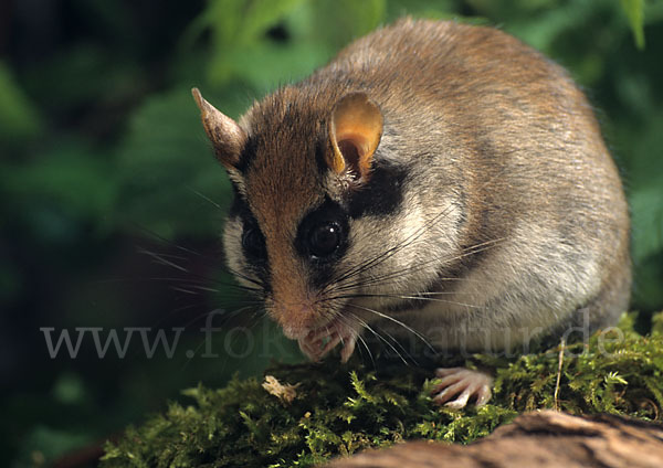 Gartenschläfer (Eliomys quercinus)