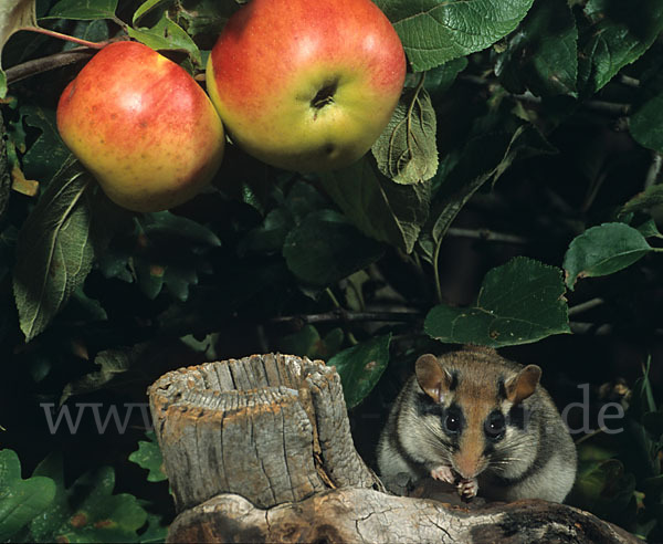 Gartenschläfer (Eliomys quercinus)