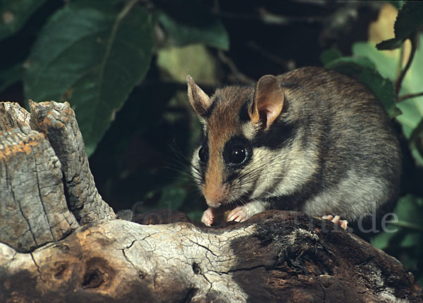 Gartenschläfer (Eliomys quercinus)