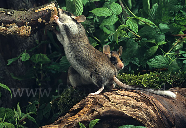 Gartenschläfer (Eliomys quercinus)