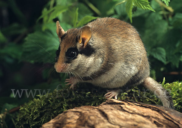 Gartenschläfer (Eliomys quercinus)