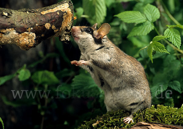 Gartenschläfer (Eliomys quercinus)