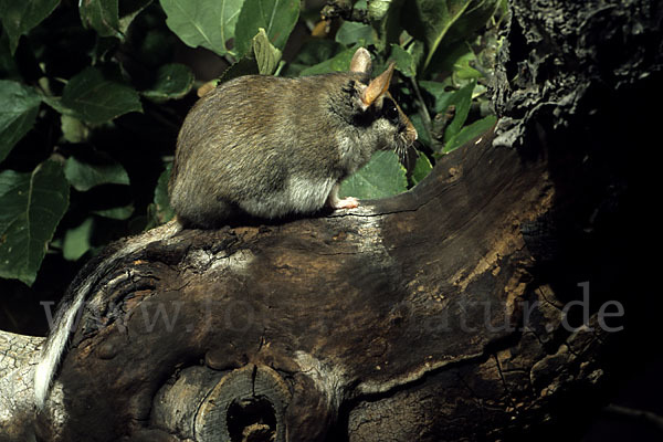 Gartenschläfer (Eliomys quercinus)