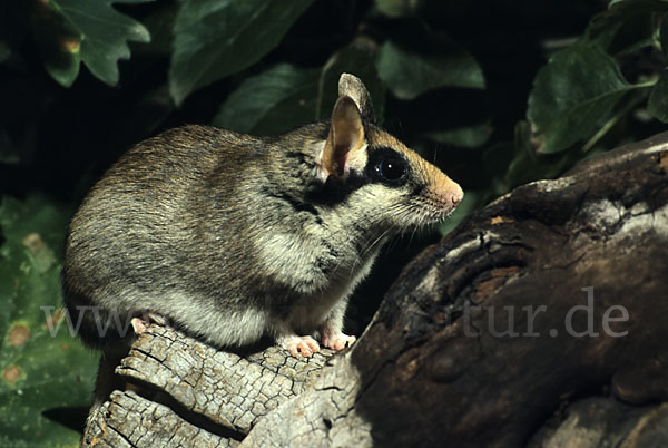 Gartenschläfer (Eliomys quercinus)