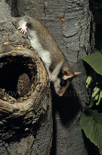 Gartenschläfer (Eliomys quercinus)