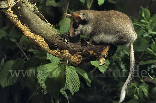 Gartenschläfer (Eliomys quercinus)