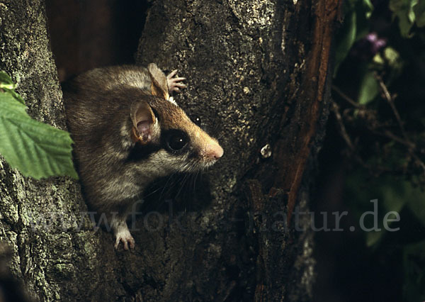 Gartenschläfer (Eliomys quercinus)