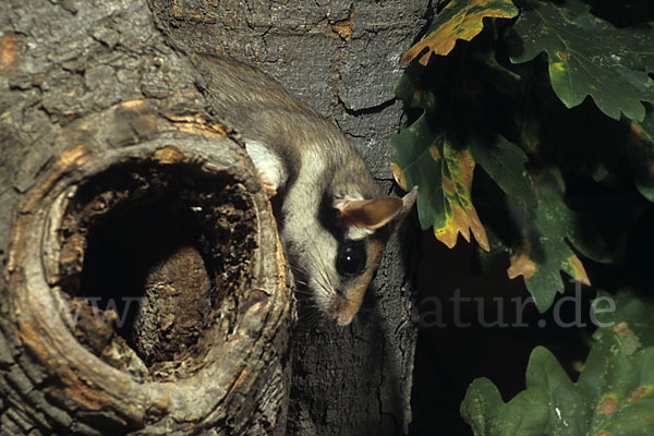 Gartenschläfer (Eliomys quercinus)