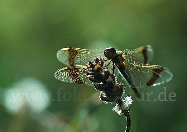 Gebänderte Heidelibelle (Sympetrum pedemontanum)