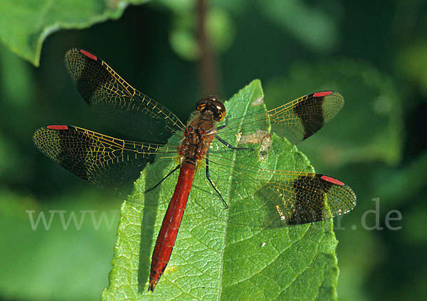 Gebänderte Heidelibelle (Sympetrum pedemontanum)