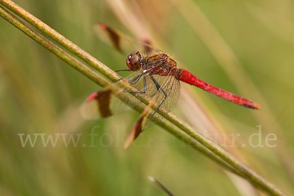 Gebänderte Heidelibelle (Sympetrum pedemontanum)