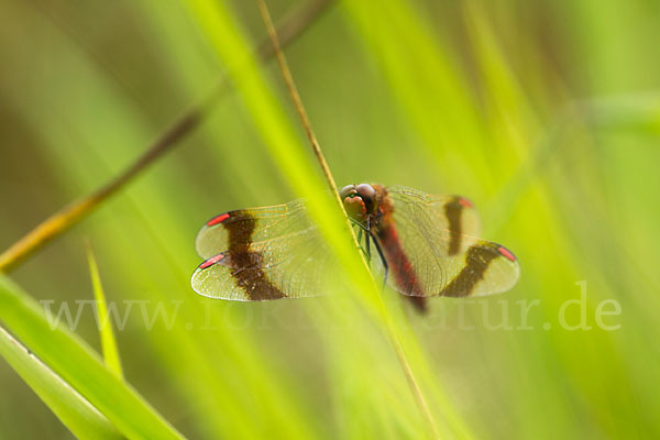 Gebänderte Heidelibelle (Sympetrum pedemontanum)