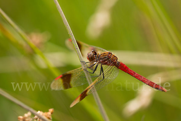 Gebänderte Heidelibelle (Sympetrum pedemontanum)