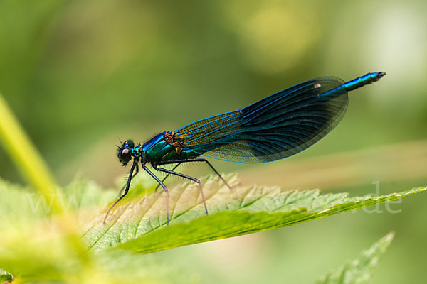 Gebänderte Prachtlibelle (Calopteryx splendens)