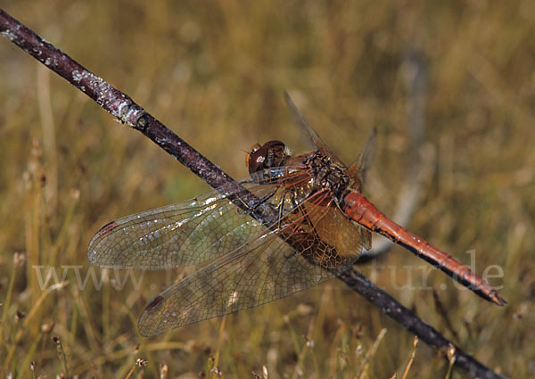 Gefleckte Heidelibelle (Sympetrum flaveolum)