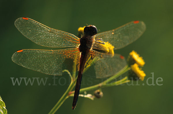 Gefleckte Heidelibelle (Sympetrum flaveolum)