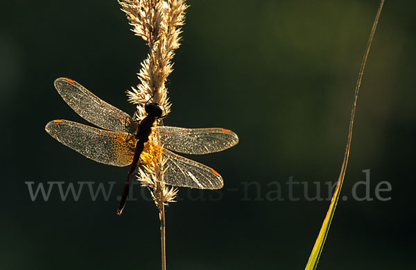 Gefleckte Heidelibelle (Sympetrum flaveolum)