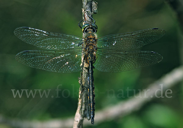 Gefleckte Smaragdlibelle (Somatochlora flavomaculata)