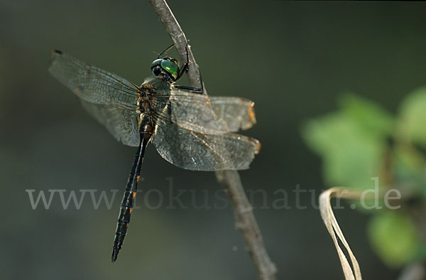 Gefleckte Smaragdlibelle (Somatochlora flavomaculata)