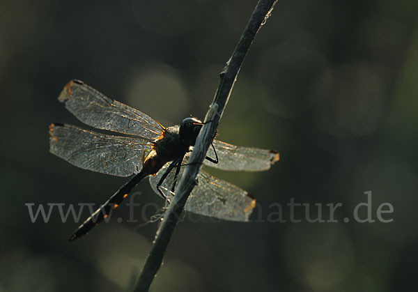 Gefleckte Smaragdlibelle (Somatochlora flavomaculata)