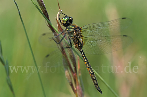 Gefleckte Smaragdlibelle (Somatochlora flavomaculata)