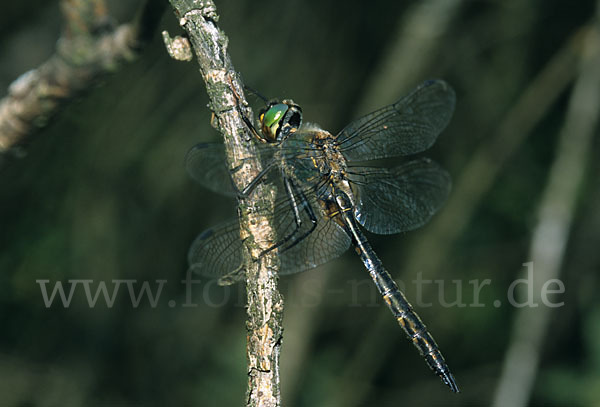 Gefleckte Smaragdlibelle (Somatochlora flavomaculata)