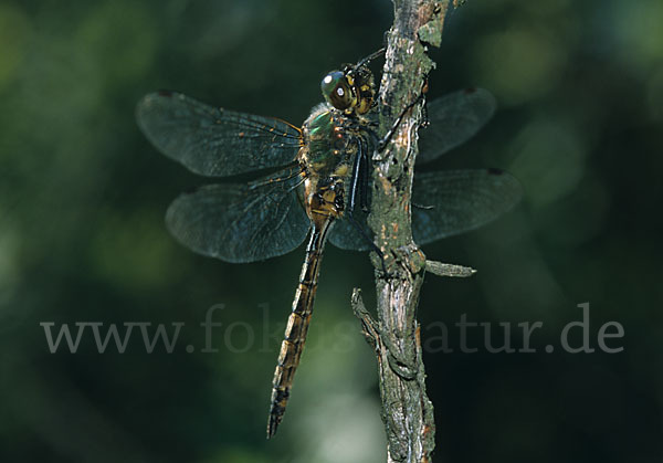 Gefleckte Smaragdlibelle (Somatochlora flavomaculata)