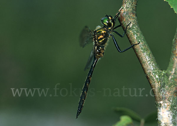 Gefleckte Smaragdlibelle (Somatochlora flavomaculata)