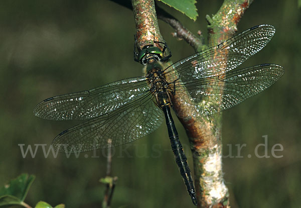 Gefleckte Smaragdlibelle (Somatochlora flavomaculata)