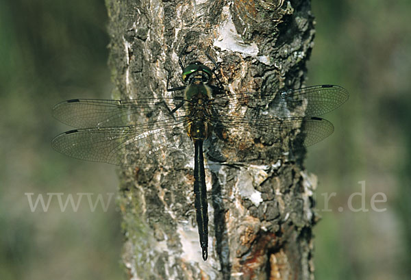 Gefleckte Smaragdlibelle (Somatochlora flavomaculata)