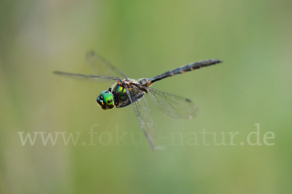 Gefleckte Smaragdlibelle (Somatochlora flavomaculata)