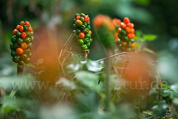 Gefleckter Aronstab (Arum maculatum)