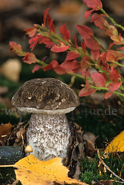 Gefleckter Raufuß (Leccinum variicolor)