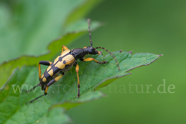 Gefleckter Schmalbock (Leptura maculata)