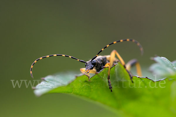 Gefleckter Schmalbock (Leptura maculata)