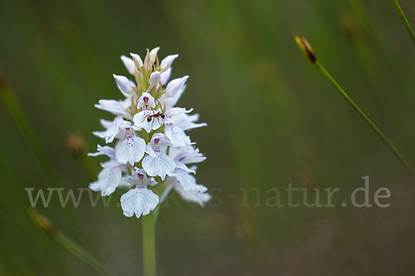 Geflecktes Knabenkraut (Dactylorhiza maculata)