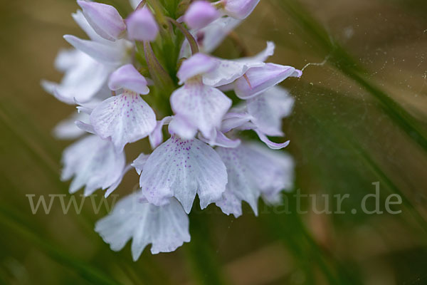 Geflecktes Knabenkraut (Dactylorhiza maculata)