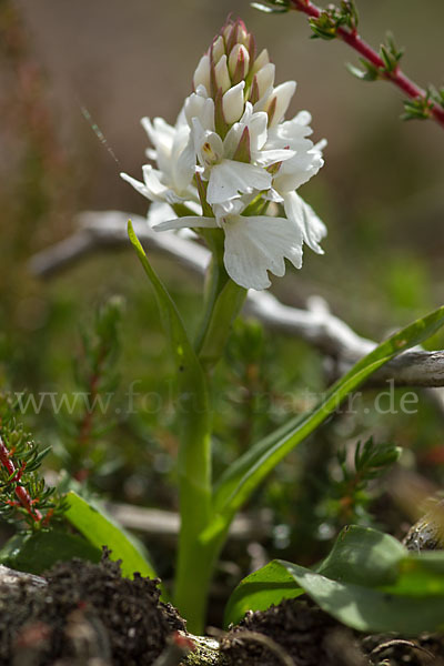 Geflecktes Knabenkraut (Dactylorhiza maculata)