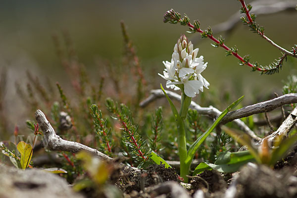 Geflecktes Knabenkraut (Dactylorhiza maculata)