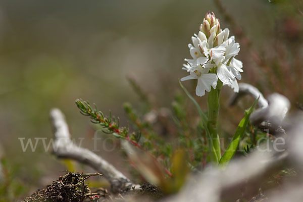 Geflecktes Knabenkraut (Dactylorhiza maculata)