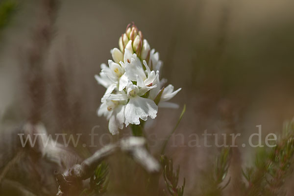 Geflecktes Knabenkraut (Dactylorhiza maculata)