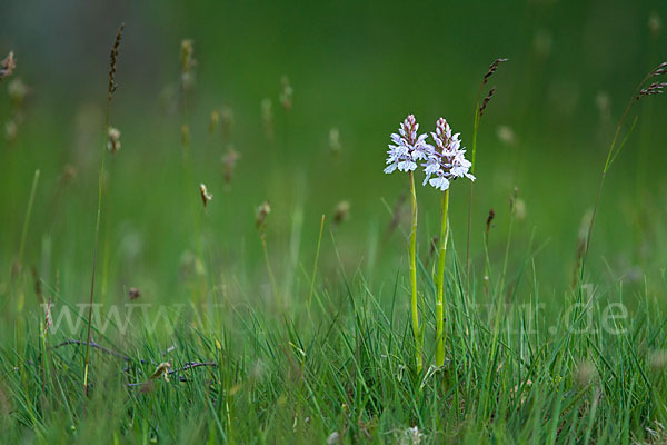 Geflecktes Knabenkraut (Dactylorhiza maculata)