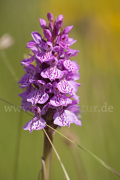 Geflecktes Knabenkraut (Dactylorhiza maculata)