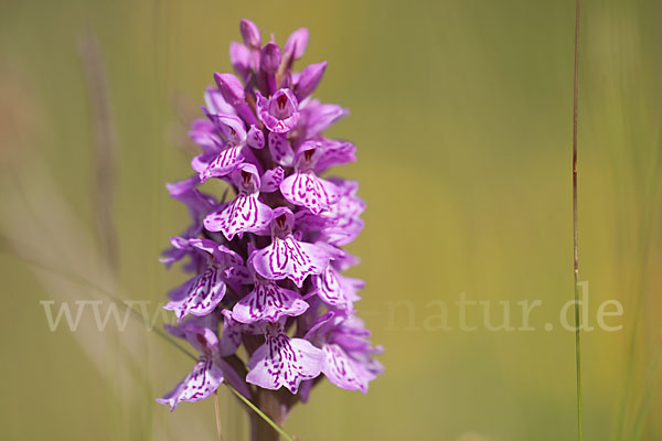 Geflecktes Knabenkraut (Dactylorhiza maculata)